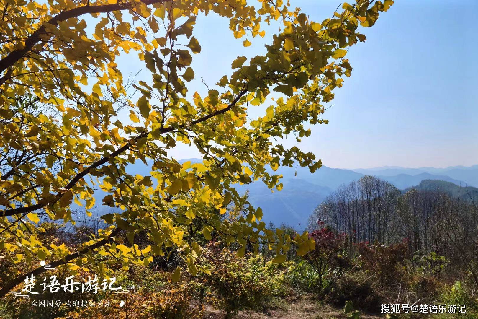 夹在网红景点之间,银杏很美却少有人来_头村_村子_黄岩头