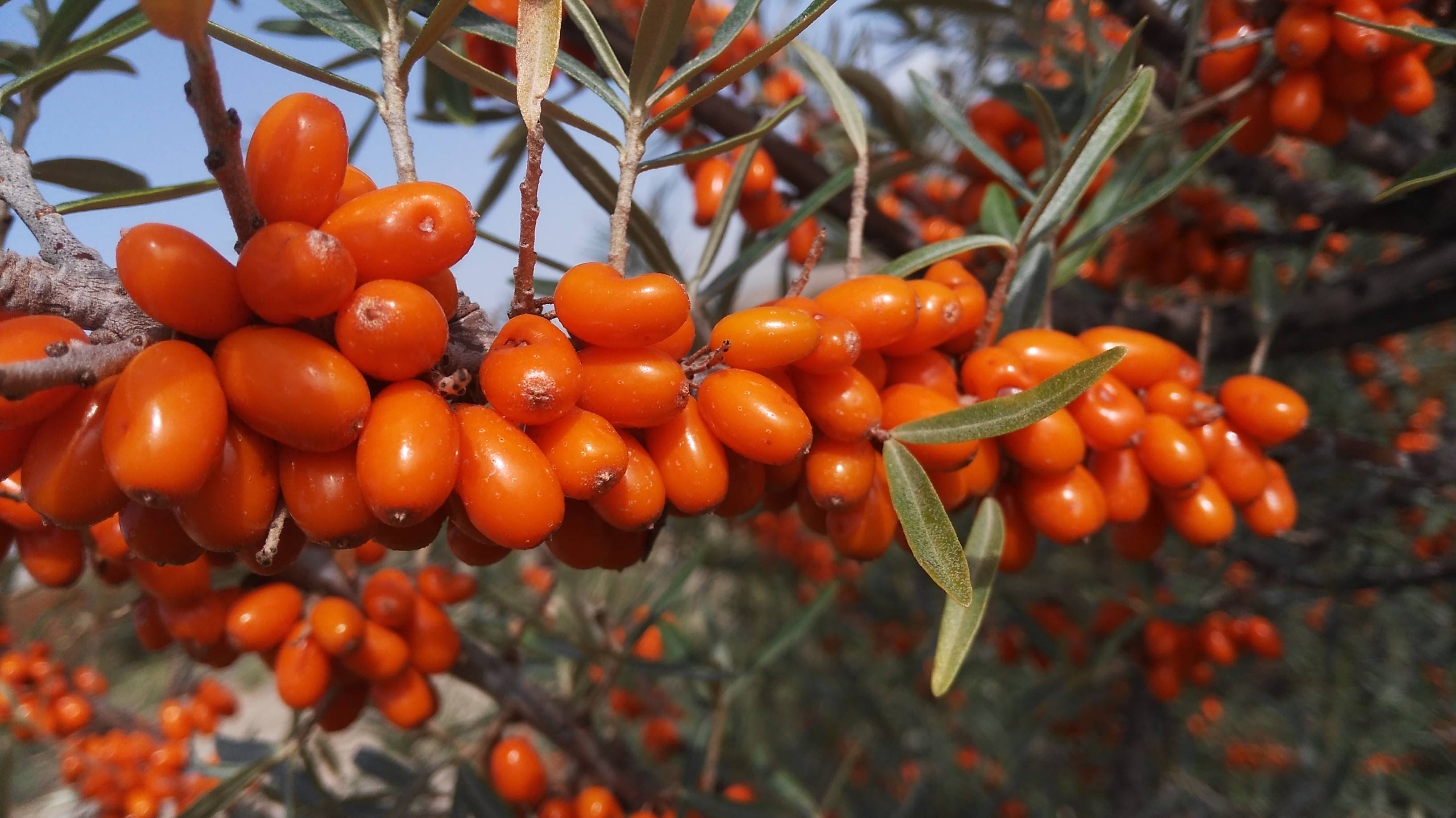 沙棘科普 | 胰腺癌真的恐怖吗?如何预防?_维生素_细胞_癌症