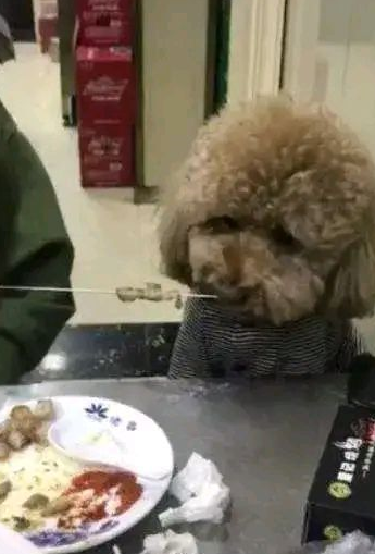 喜欢宠爱动物没错，但公共场所“与狗同桌”实属不该！ 