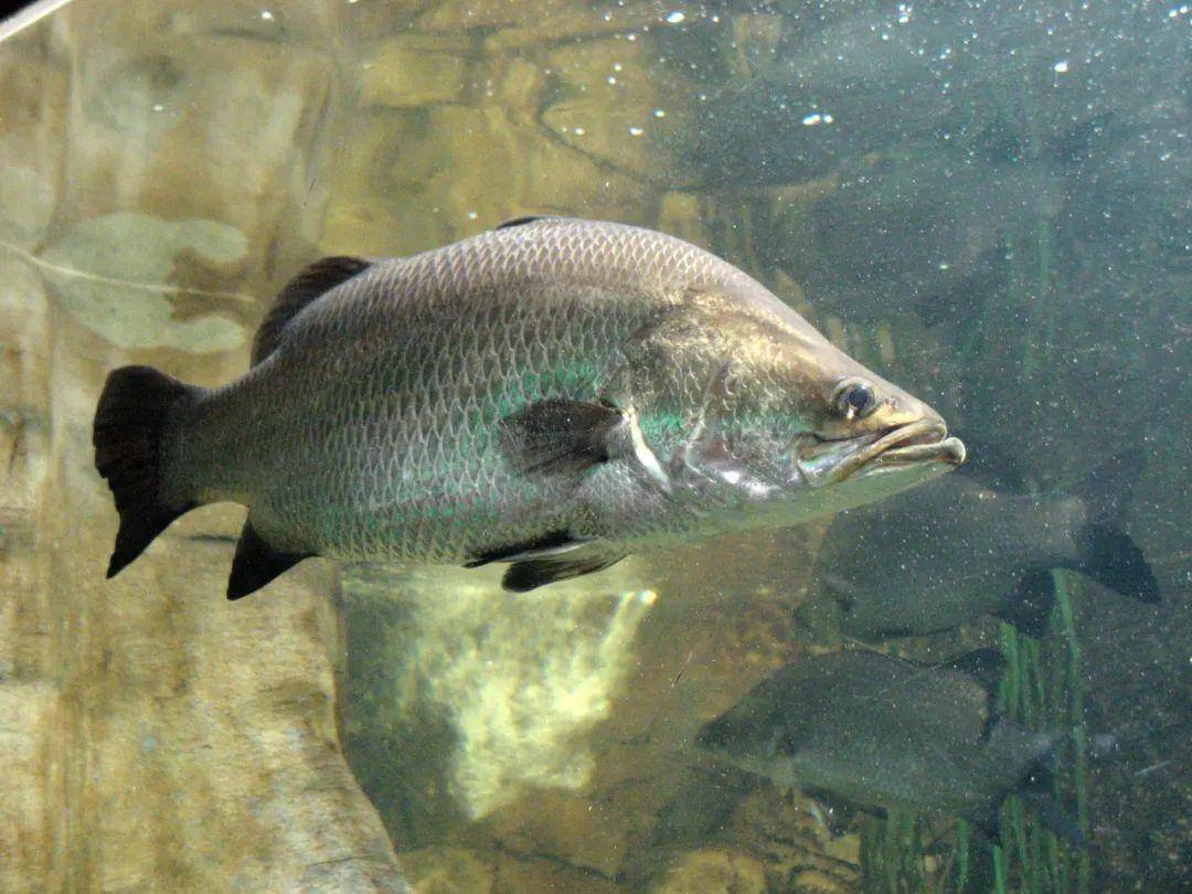 船钓 barramundi 尖吻鲈 