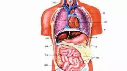 中醫沒有西醫一樣的解剖學,如何知道人的五臟六腑心肝脾肺腎的?