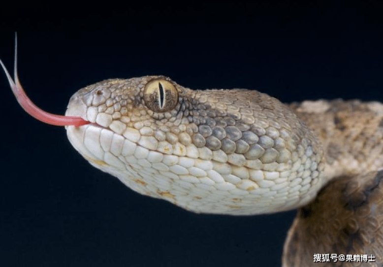 蛇为什么总吐舌头?和狗狗一样,是在用舌头散热吗?