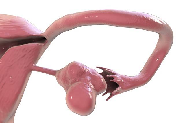 神秘科学:女性移植猴子卵巢,男性移植猴子睾丸,到底有何深意?