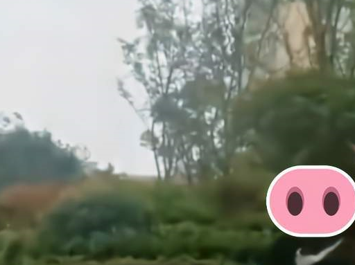 “老子有钱！”开“徽州宴”女子：敢弄我的狗就给你孩子弄死 