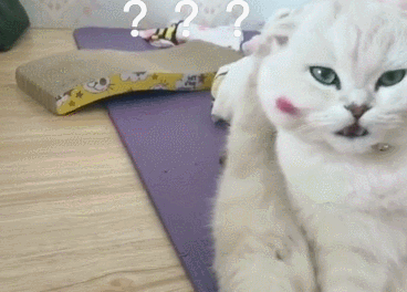  猫咪拉完屎之后！网友看完表示：是我家猫咪没错了！ 