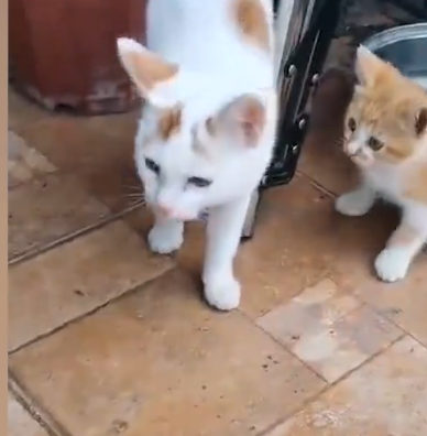 江苏一小区疫情期主人不在家，猫连叫数天，邻居搭“独木桥”救下