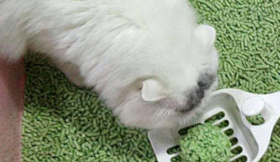  猫咪拉完屎之后！网友看完表示：是我家猫咪没错了！ 