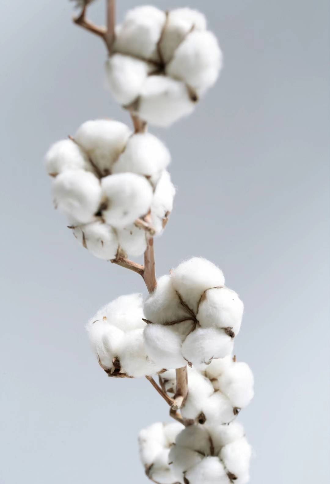 采摘时间:棉花成熟后应及时采摘,一般在8月底至10月初进行采摘.