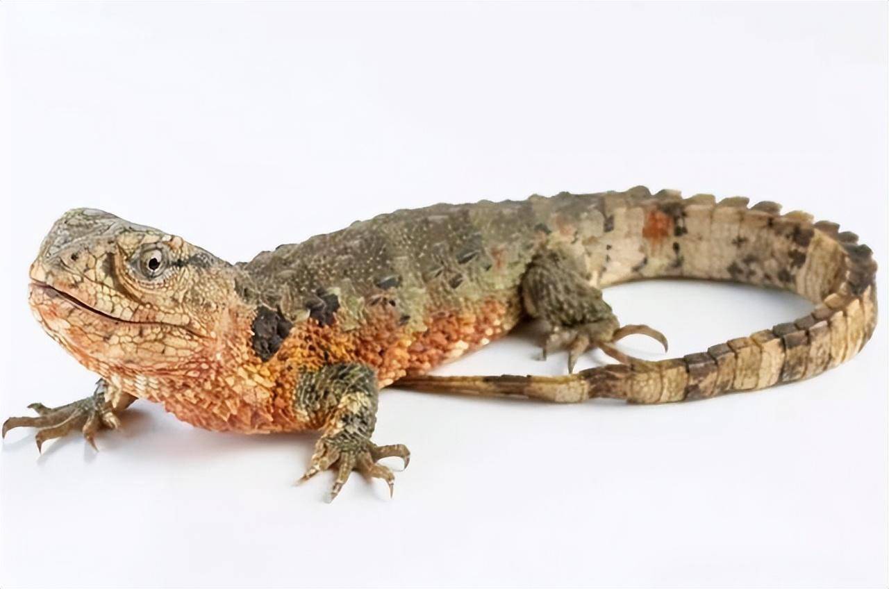 广西大瑶山现爬行界大熊猫,头像蜥蜴尾似鳄,超贪睡一睡就是半年_保护