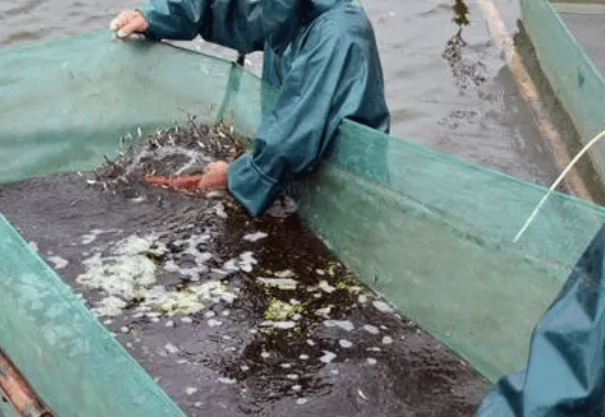 蓄水20年的三峡大坝，里面最大的鱼有多大？是鱼类的天堂还是地狱(图6)