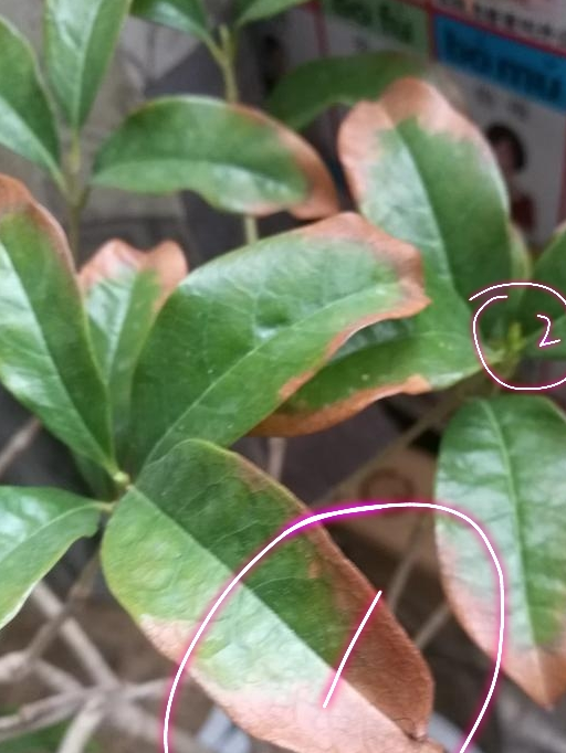 桂花盆栽的叶子干尖掉落,但是有新芽是怎么回事_网友_湿度_养护