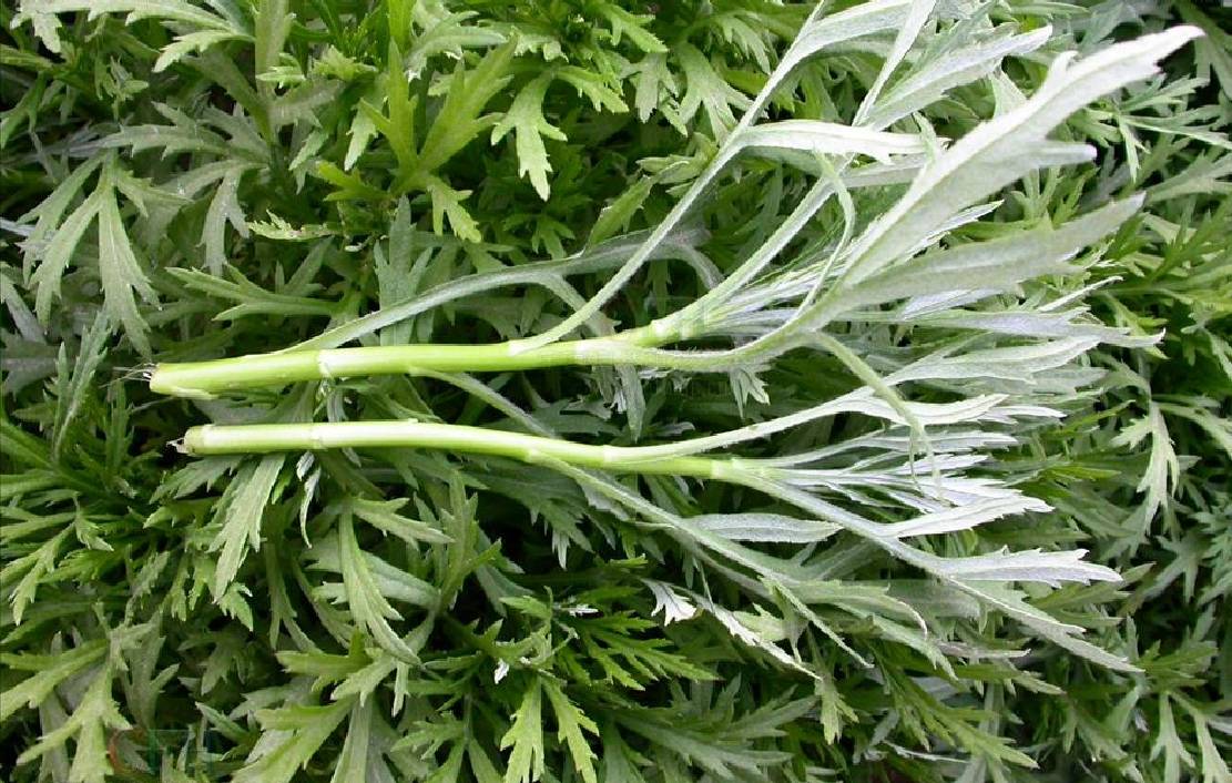 野菜的记忆 (大散文)_马兰头_南京人_种植