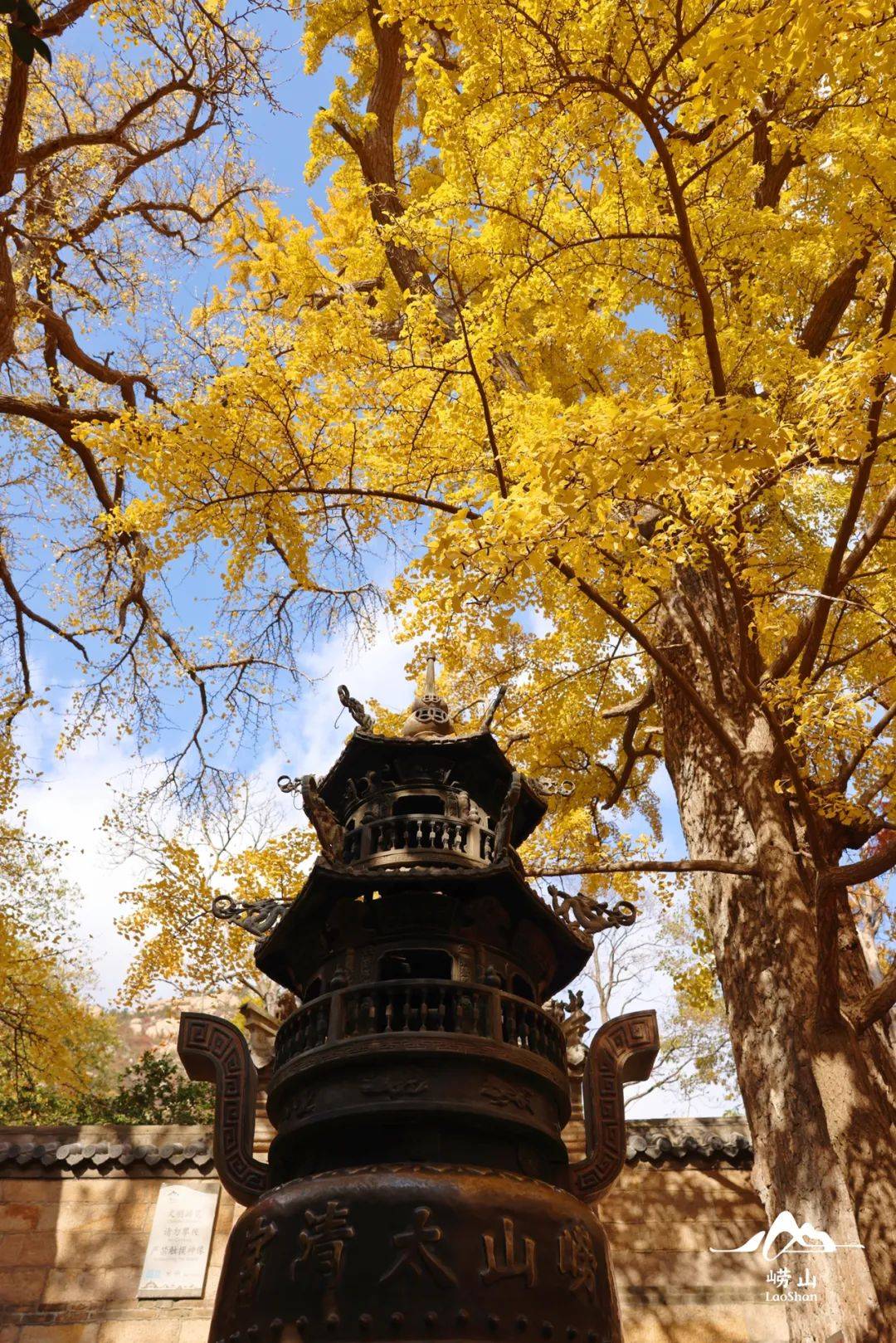 青岛崂山上清宫银杏树图片