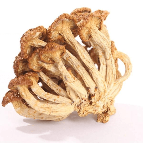 《中欧地理标志协定》首批中国产品展播——岫岩滑子蘑_保护_地区