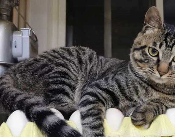 狸花猫虽然缺点多,但无奈国人还是最爱它,最多人养的猫之一_猫咪_零食