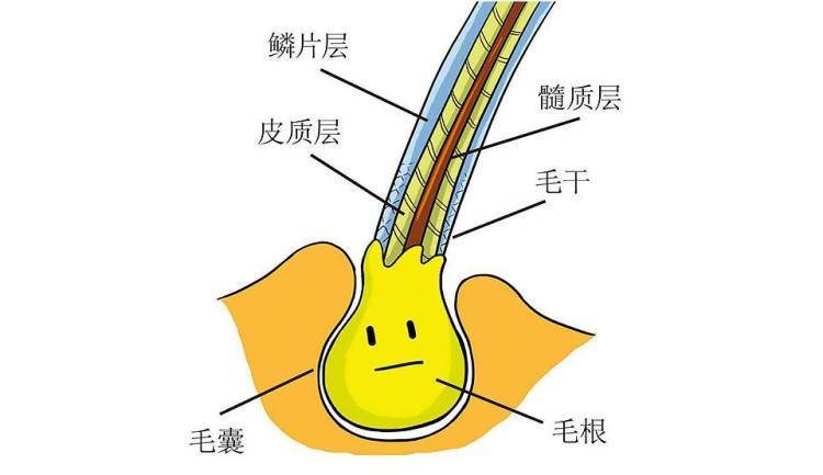 头皮毛囊 来自搜狐网