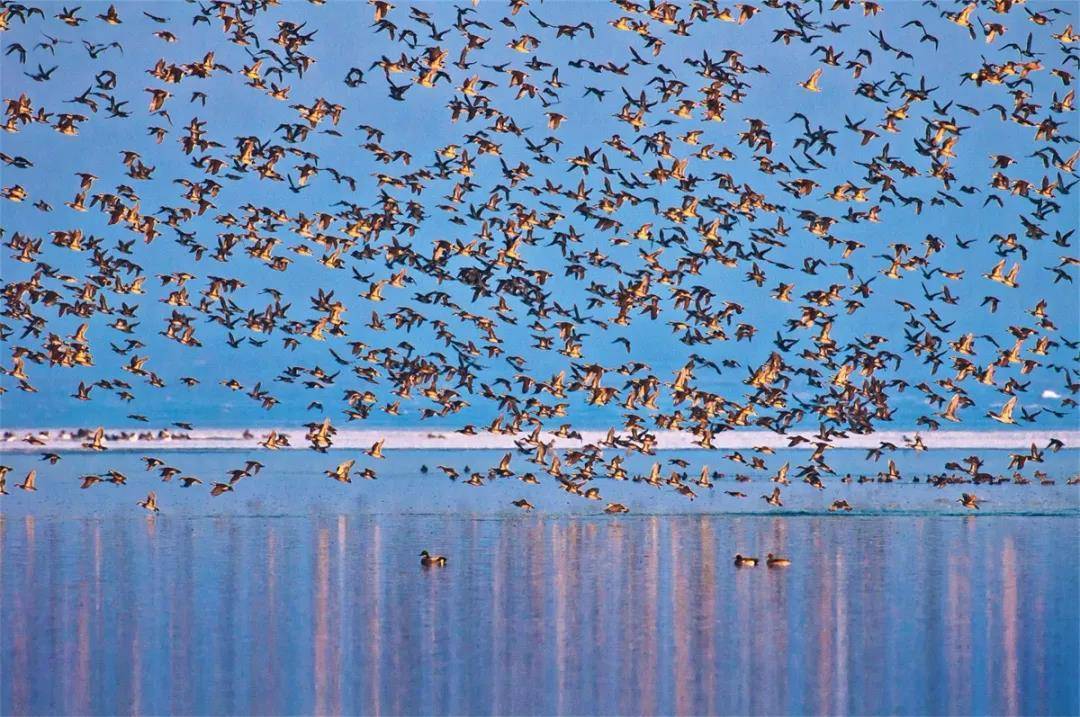 鸡西之恋百首诗美景_芦苇_建设_夕阳