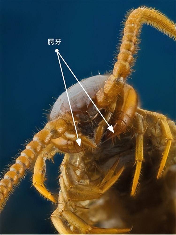 为什么身为五毒之首的蜈蚣,毒不死公鸡?你怕是不知道公鸡啥段位