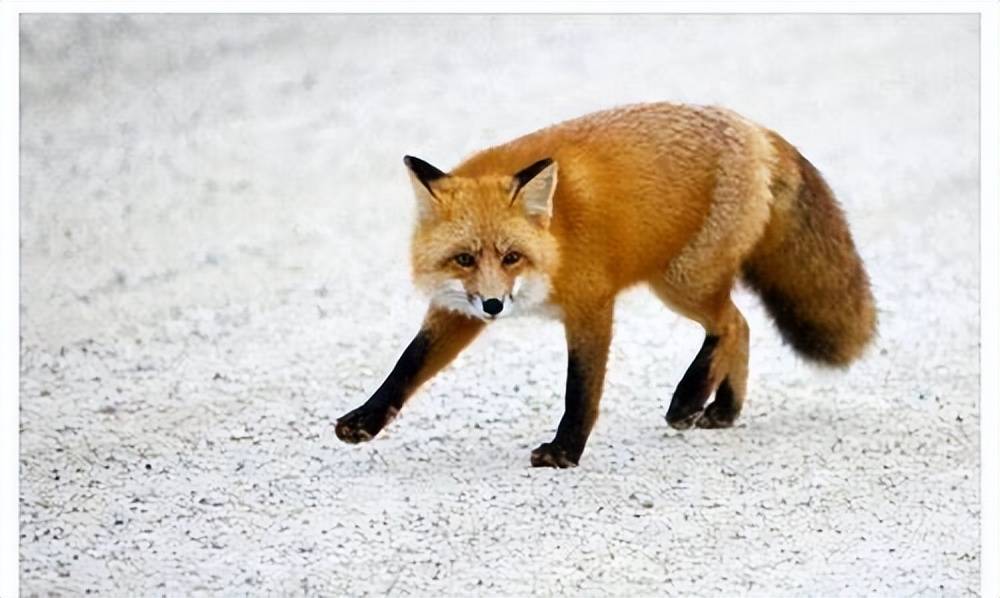 你绝对想不到的世界最大型狐狸,背后隐藏着怎样的秘密?