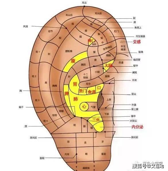 主穴:脾,交感,内分泌.