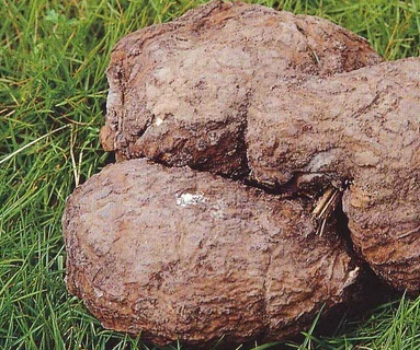 提高免疫力茯苓其实是一味中药,颜值还不低,白白的挺好看的,它含有