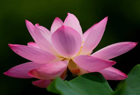 步入12月底,运势上涨,4属相贵人相助,生活称心如意_朋友_五行_十二