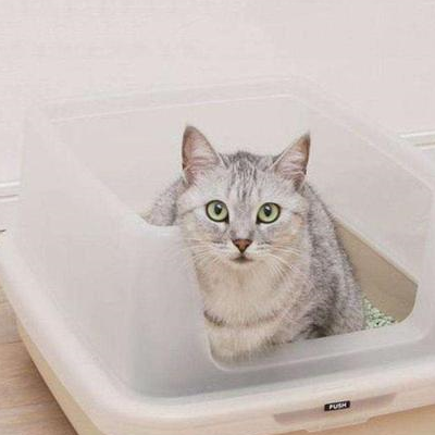 猫咪便便特别臭是什么原因？ 