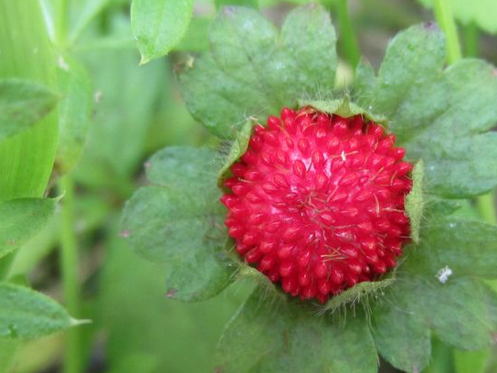 农村这种"野果",被说有毒不能吃,却不知它是"抗癌"小帮手_蛇莓_治疗