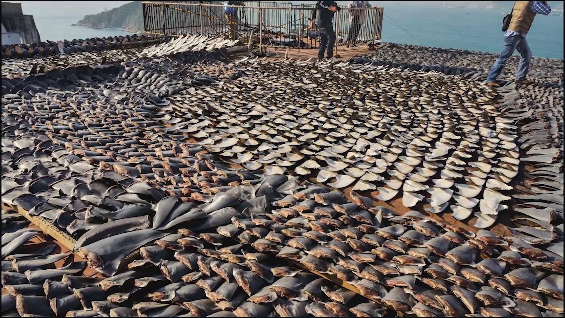三峡水库蓄水快20年，堪称鱼儿的天堂，水库里的鱼能长多大？(图4)