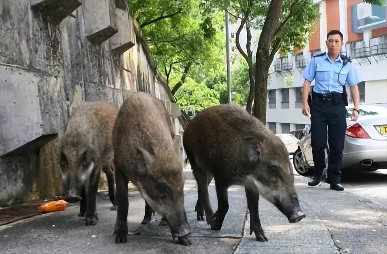 南京老山野猪图片