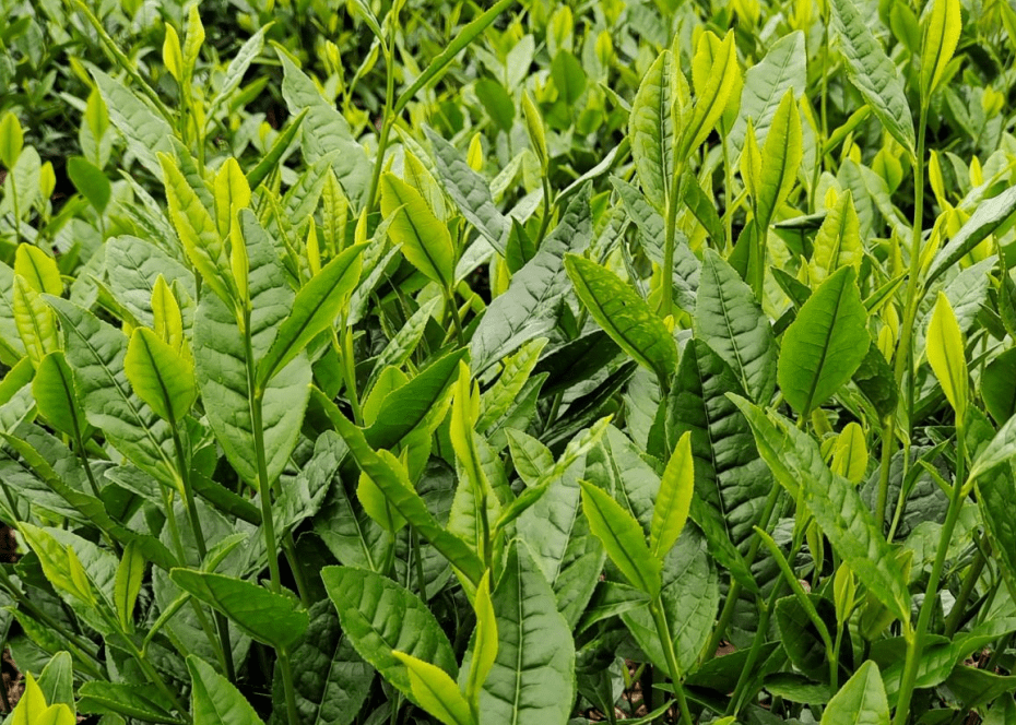 屏山县天仙玉叶茶业有限公司,以光明之心,做良知茶叶.
