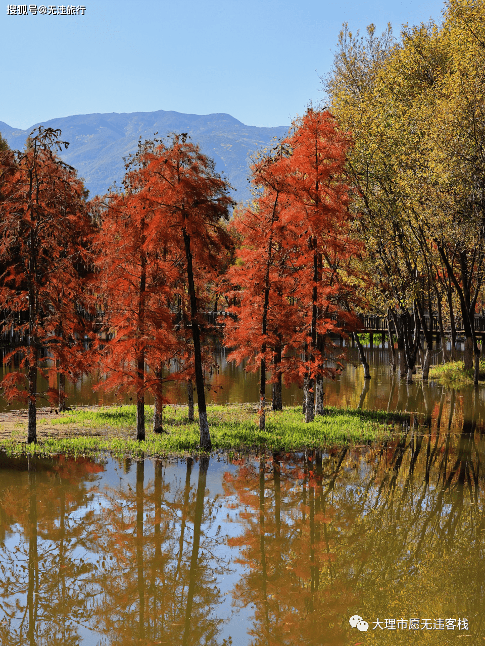 大理洱源茈碧湖,水杉风景,这里独好!(附美图)