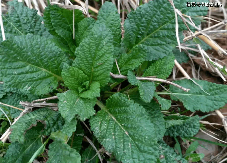 草本植物_朋友_野菜