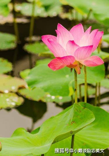 吉星照耀,4属相运势上涨,财源滚滚,生活锦上添花_工作_生肖龙_财运