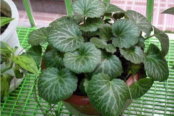 金丝荷叶好看又好养,认识的人却不多,只要方法正确,轻松养爆盆_土壤