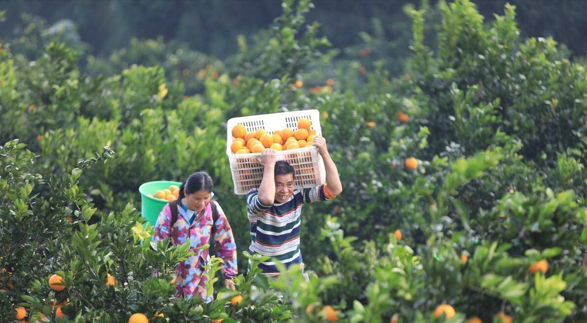 赣南脐橙市场价格查询最新