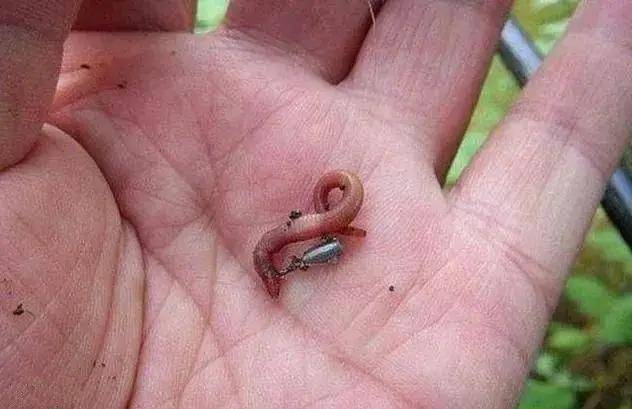 鱼真的爱吃蚯蚓吗?