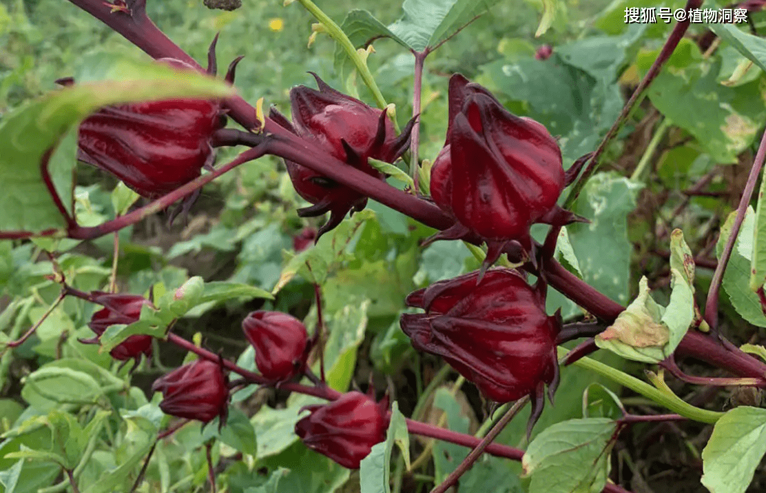 红桃k,又称洛神花,玫瑰茄,有3大作用,价值极高,农民要了解!