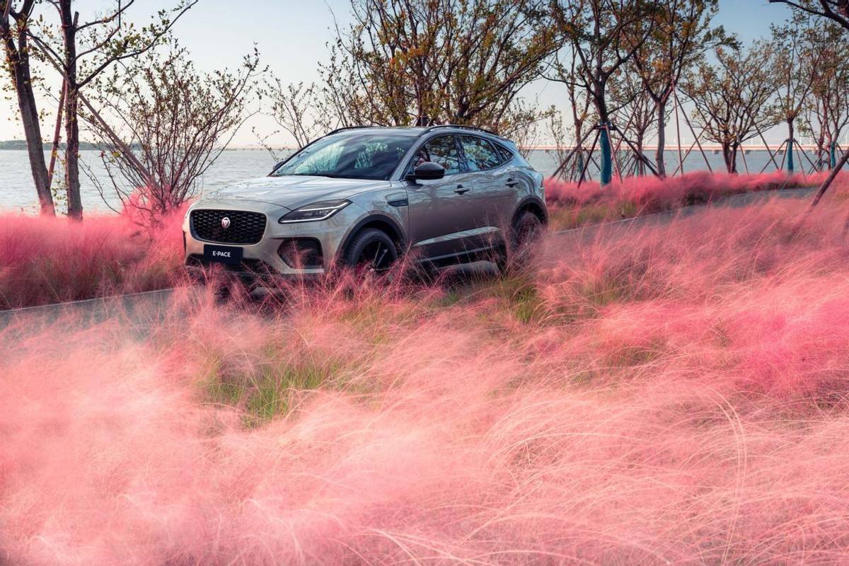 与全新捷豹e-pace驾享秋日,来鼋荡桥赴一场"粉色之约",与美好不期而遇