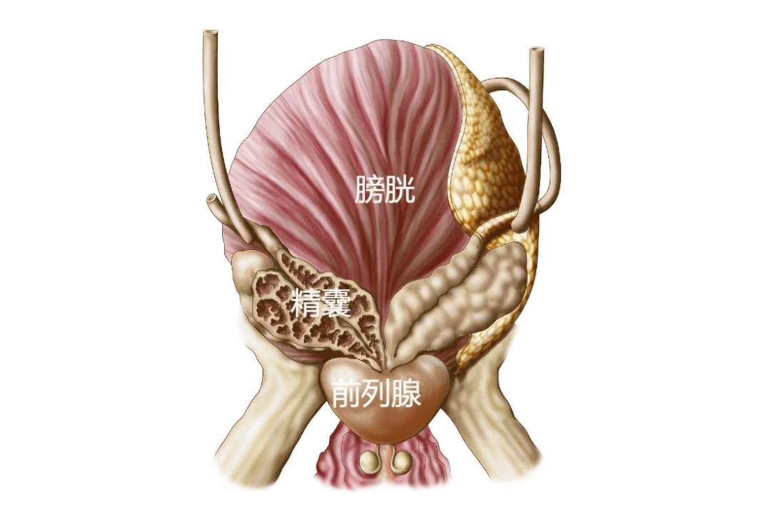 前列腺是男性生殖系统中的重要组成部分