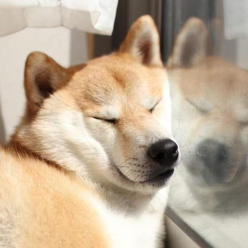 想买一只柴犬幼犬,最便宜的要花多少钱?_价格_血统_繁育