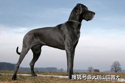 四大最大型犬种