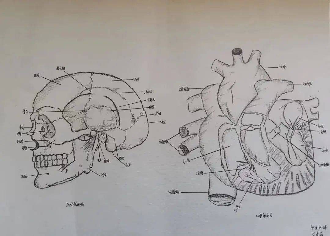 宝职学子医笔生花,绘人体奥妙,展医学风采