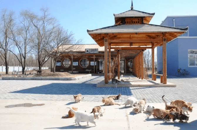 央妈表扬!辽宁盘锦40多只猫咪组队守粮仓,给护粮的猫猫队小卫士点赞! 央妈表扬!辽宁盘锦40多只猫咪组队守粮仓,给护粮的猫猫队小卫士点赞!