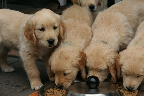 What is any good dog food that is affordable for golden retrievers?