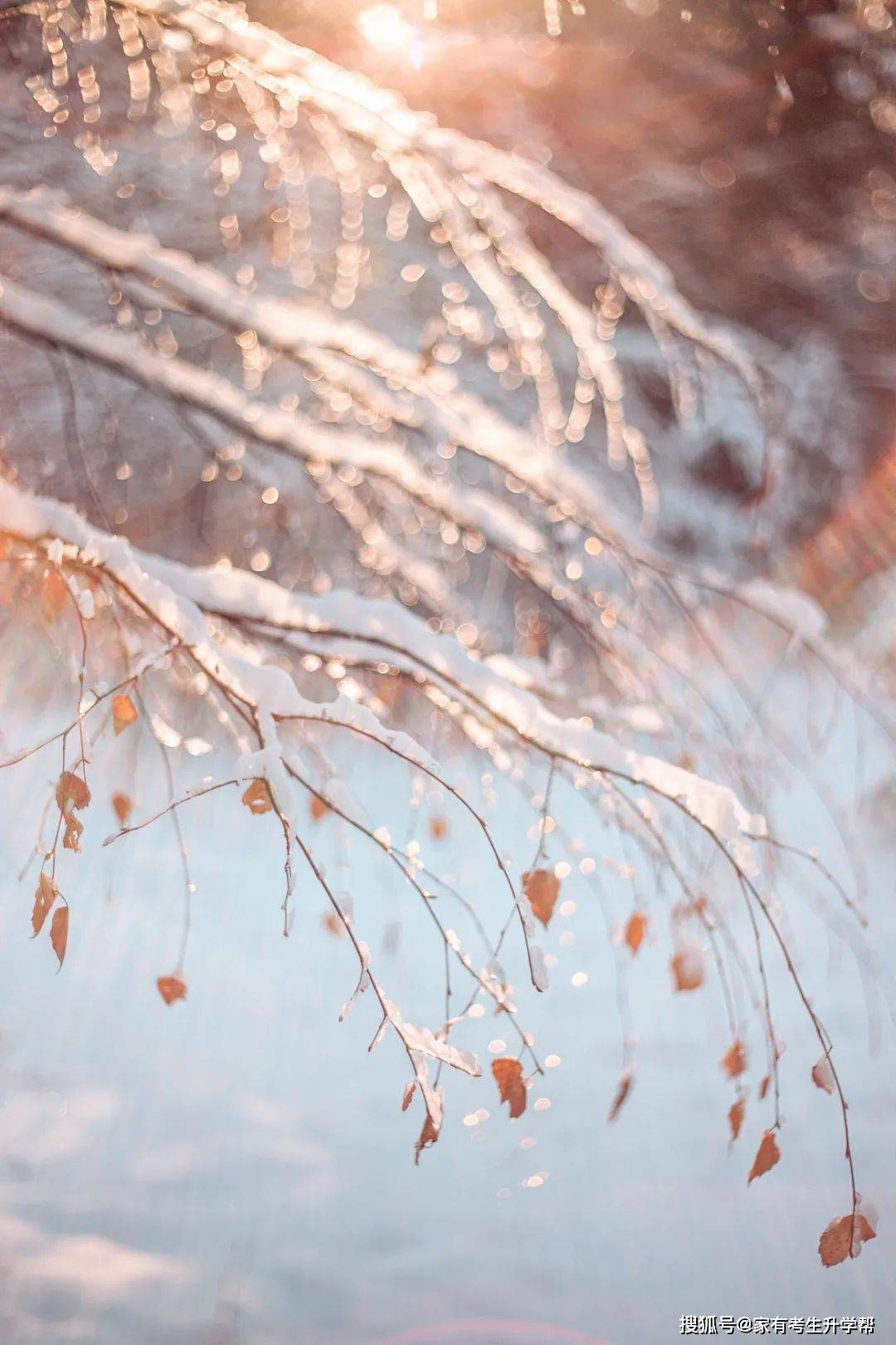 雪唯美伤感意境雪景图片