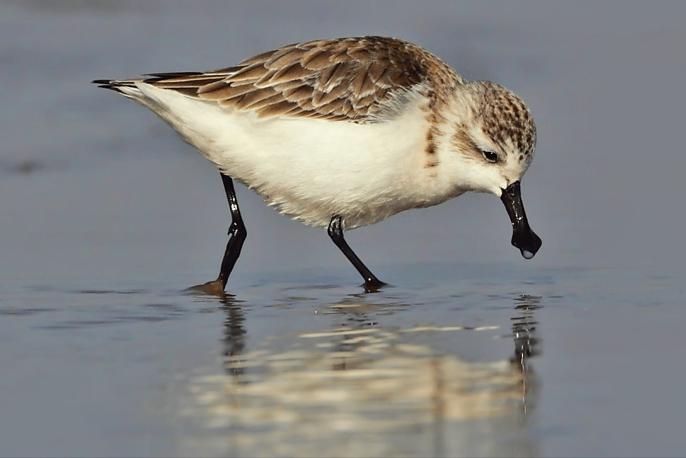 萌鸟勺嘴鹬濒临绝种,离灭亡只差一步!_保护_湿地_威胁