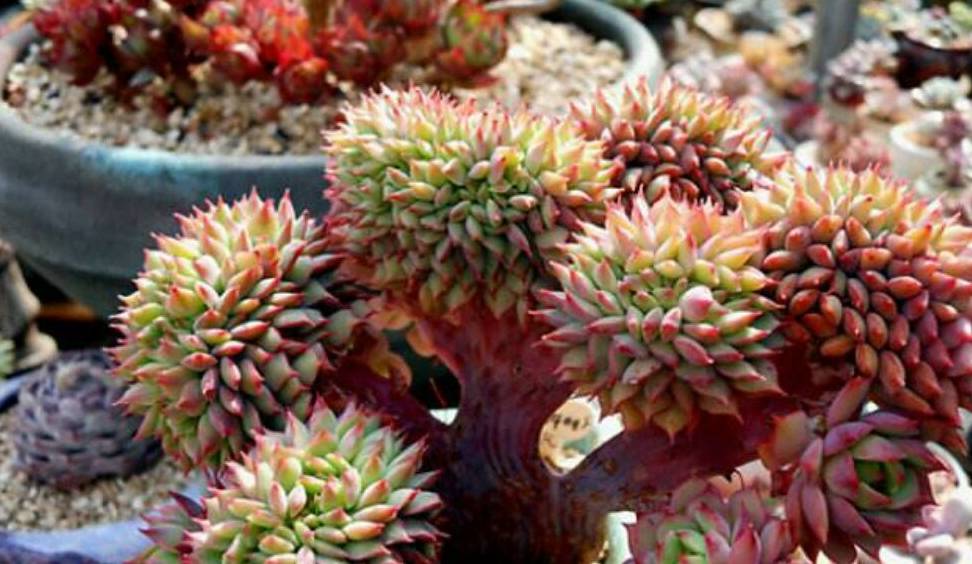 这种多肉植物有着小蓝衣的状态,叫莱恩小精灵_漂亮_群生_名字