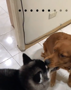 二哈和金毛抢零食,却猝不及防接了个吻……铲屎官:爱情来得太快_汪星
