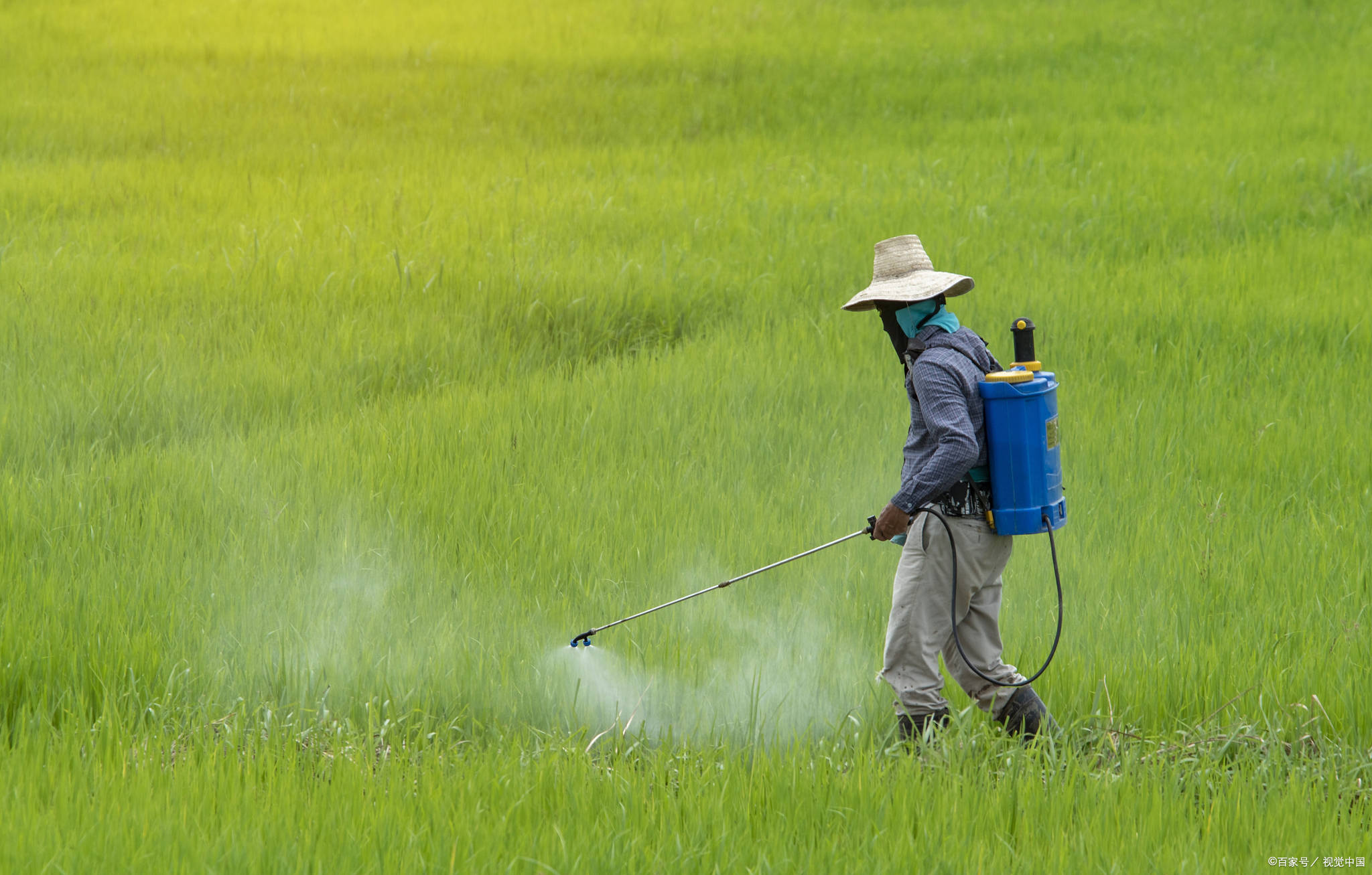 速看！农作物植保员资格证怎样去报考？最新报考条件是什么？